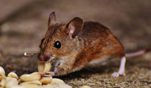 Find Exterminators in Ingham County